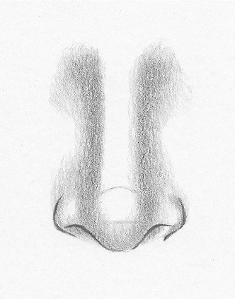 how to draw noses front view 5