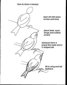 how to draw a bird draw a bird how to draw birds drawing birds