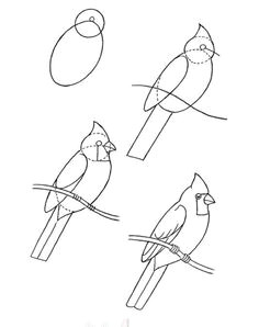 bird drawing how to bird art drawing birds cardinal drawing bird drawings