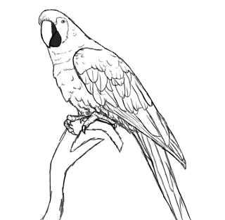 how to draw a parrot