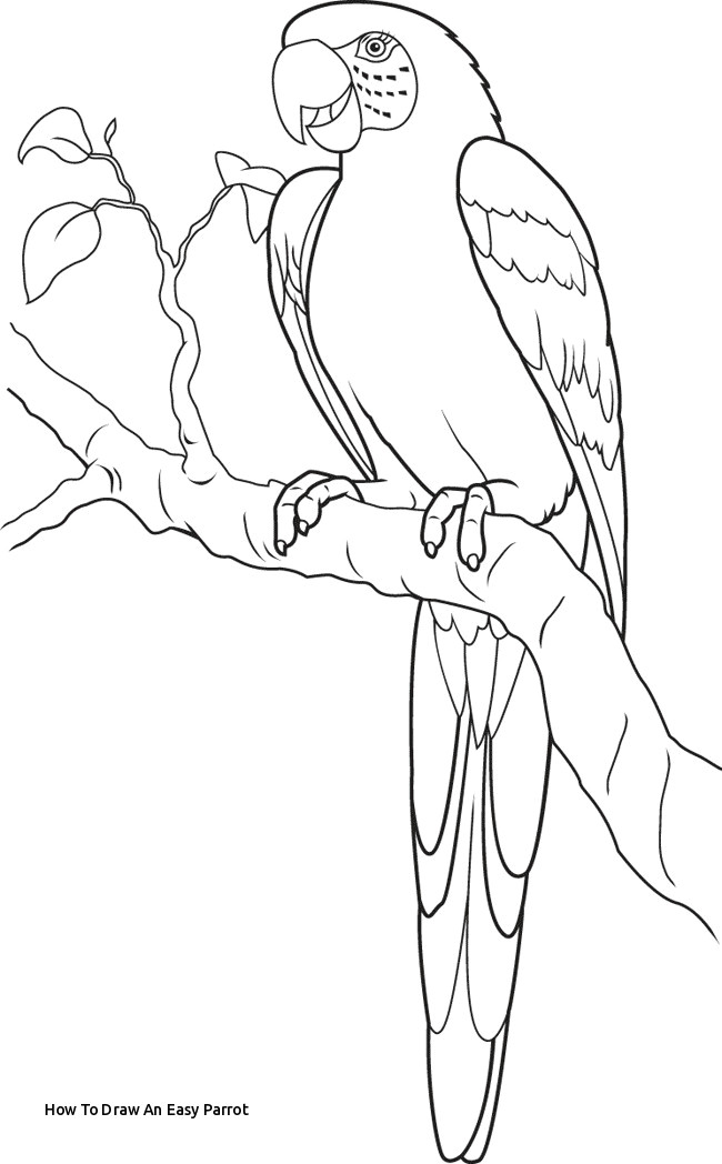 how to draw an easy parrot parrot coloring page animals town animals color sheet parrot of