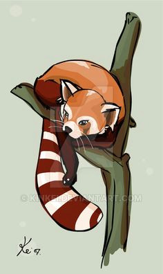 red panda hello panda panda drawing panda painting panda art red pandas