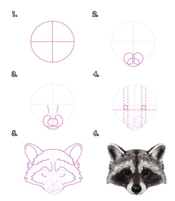 how to draw animals red pandas and raccoons tuts design illustration tutorial