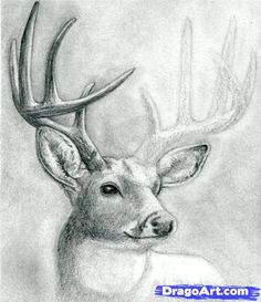 hey everyone i m back with another animal tutorial this time i ll be showing you how to draw a male deer or a buck get your pencils and paper read