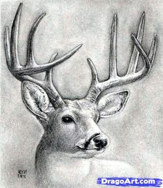 como dibujar algunos animales realistas parte1 taringa deer sketch