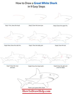 how to draw a great white shark step by step tutorial lots of drawing