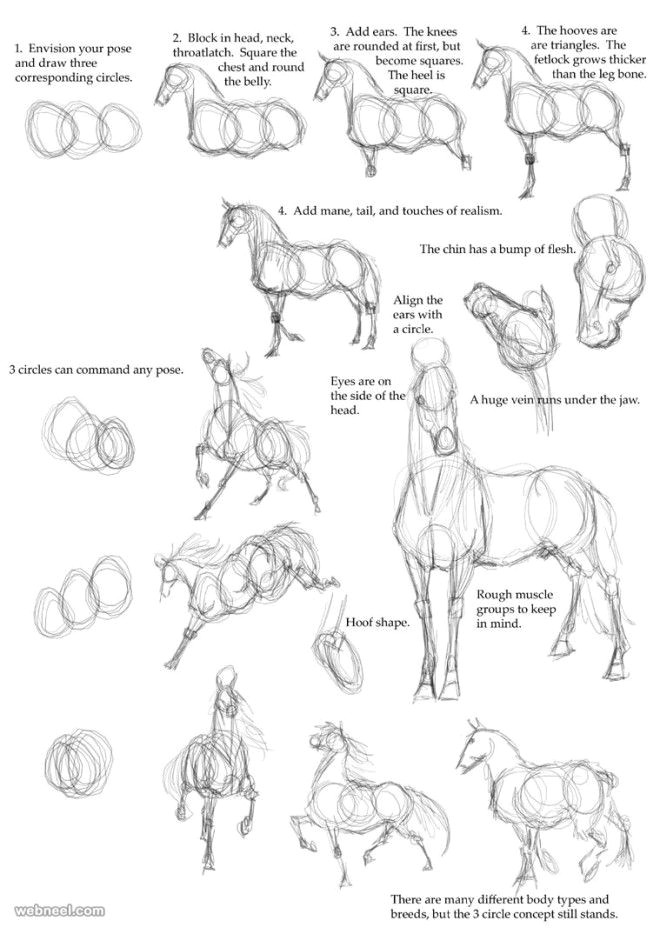 how to draw animals horse more