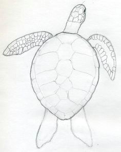 how to draw sea turtle easy need this to hang in my room