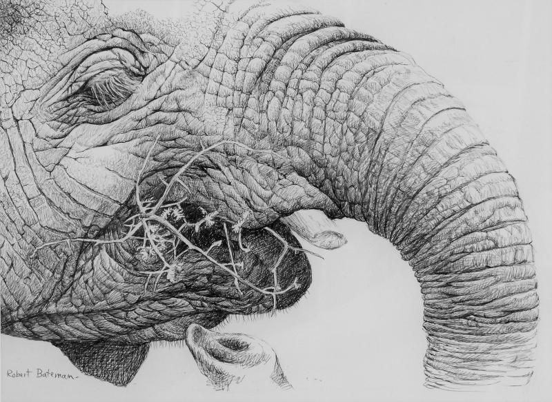 robert bateman elephant