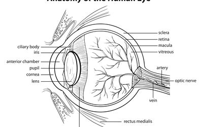 human eye diagram with labels