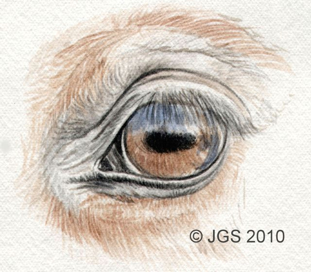 horse eye 3 56a26da03df78cf772758ef9 jpg