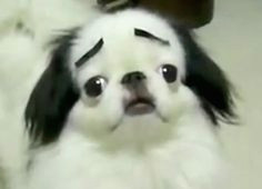 dog with eyebrows tumblr