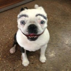 dog with eyebrows bad eyebrows drawing eyebrows funny eyebrows dog with eyebrows