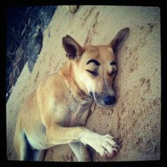 dog with eyebrows