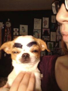 dogs with human eyebrows
