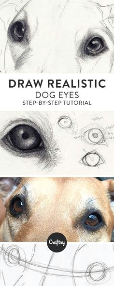 how to draw dog eyes that look amazingly realistic