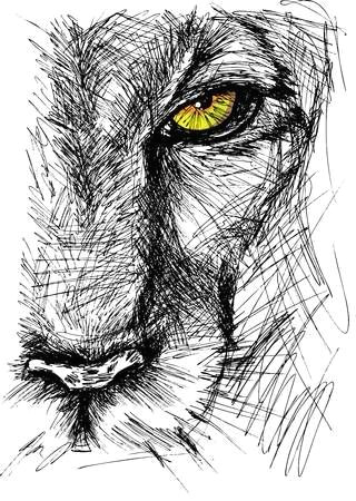ilustraa a o de hand drawn sketch of a lion looking intently at the camera arte vetorial clipart e vetores stock image 15081383