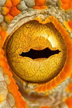 1000 images about eyes on pinterest eye close up close up and