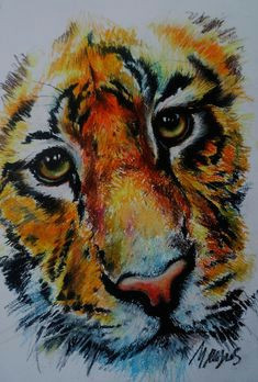 tiger oil pastel study