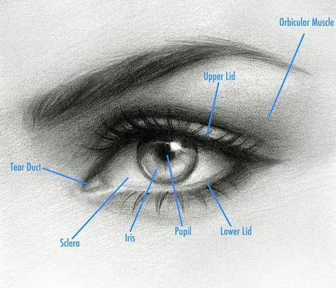 how to draw an eye by natalie larin drawing drawings realistic eye drawing eye drawing tutorials