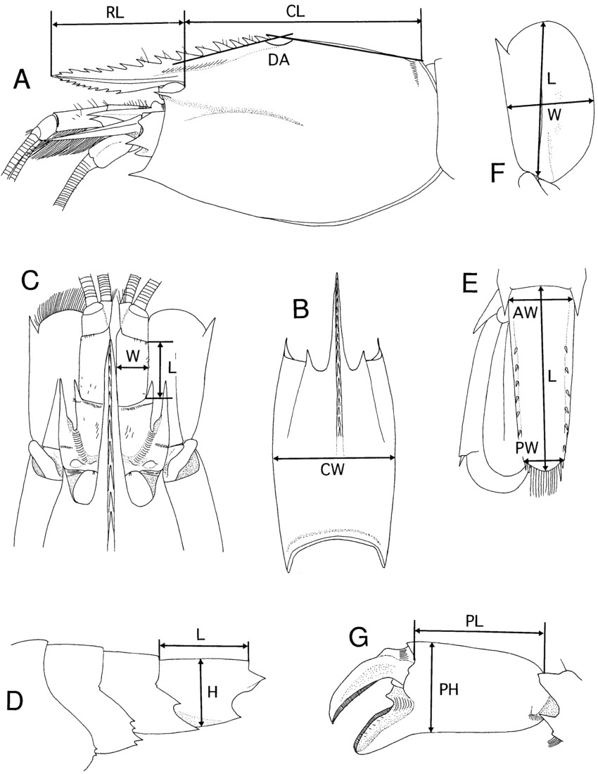 diagrammatic alvinocaris showing measurements used in text a download scientific diagram