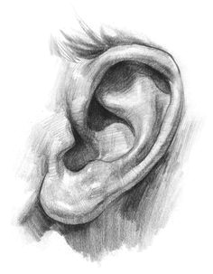 right ear vs left ear face pencil drawingpencil