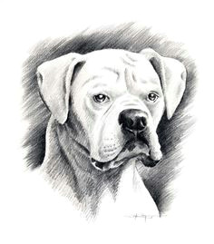 beautiful drawing of a beautiful pup white boxer pencil drawing art print signed by by k9artgallery