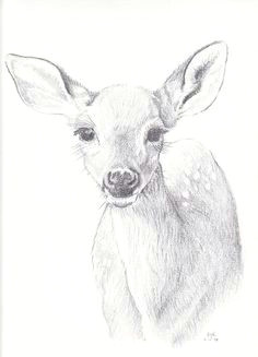 forest drawing deer drawing painting drawing animal paintings animal drawings