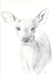 Drawing Fake Dogs Deer Head by Linnwarme Deviantart Com On Deviantart Pretty