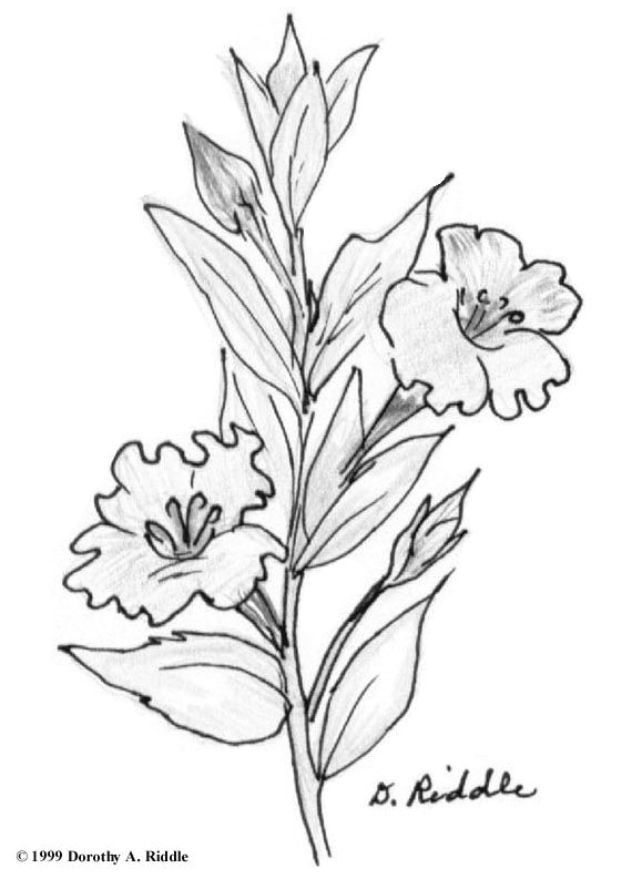 texas hill country coloring book pages draw flowerscoloring