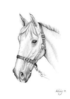 horse drawing pencil drawings of flowers horse pencil drawing cute animal drawings pencil