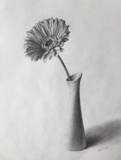 80 gerbera flower in a vase still life sketch original art graphite pencil