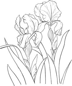 garden german iris or iris germanica coloring page iris drawing doodle drawing pencil drawings