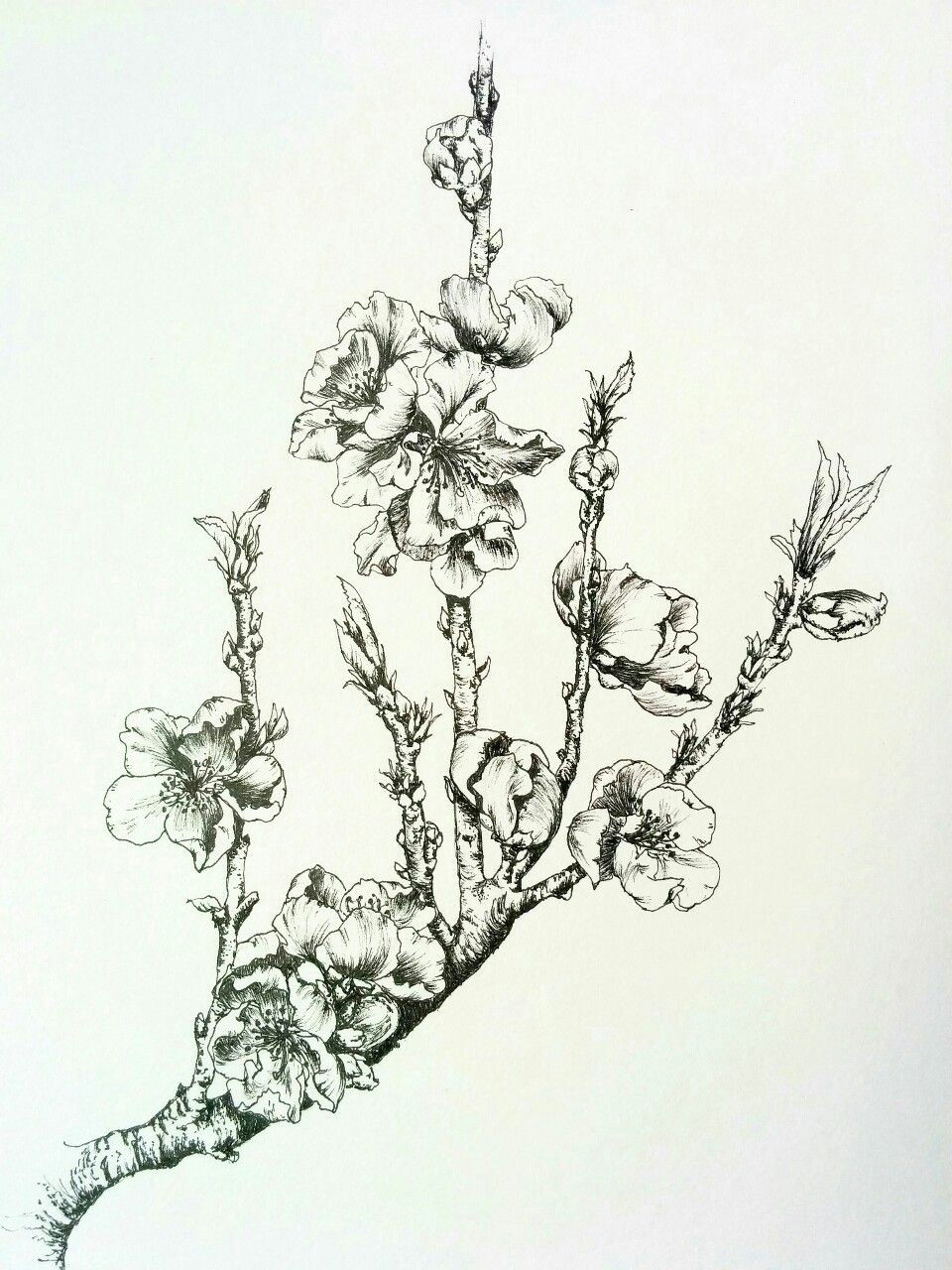 lots of flower buds at the moment hoping for a bumper crop last season there were only two fruits pen drawing