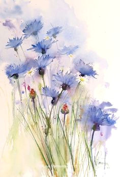 cornflowers and daisies more watercolor pictures watercolor flower