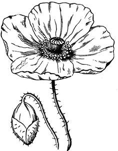 poppy flower drawing poppy clipart etc akvarelove kva tiny uma lecke kresby kresby tua kou