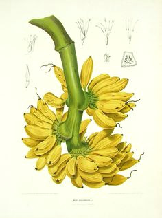musa paradisiaca bananen zeichnungen werk illustration botanische illustration botanische abbildungen botanische