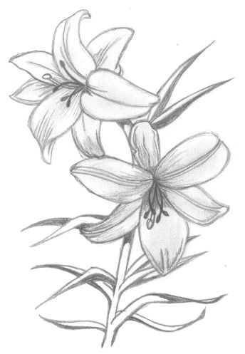 Drawing Flowers.com Lily Flowers Drawings Flowers Madonna Lily by Syris Darkness