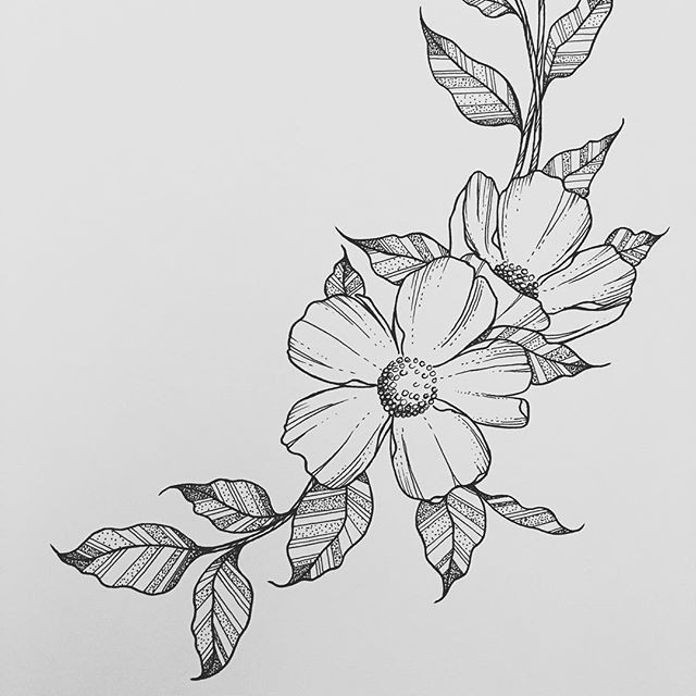 Drawing Flowers.com Wild Flower Wednesdays Rho In 2019 Drawings Art Art Drawings