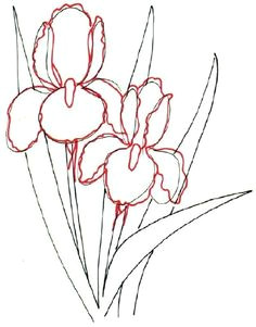 botanical drawings flower drawing tutorials flower art drawing iris drawing painting