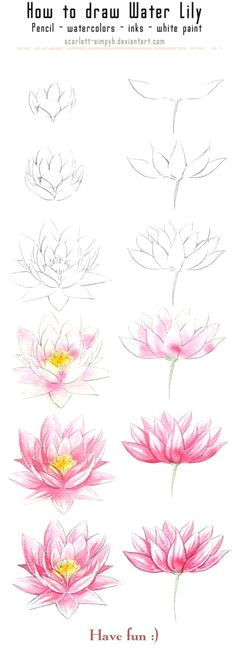 131 how to draw and paint waterlily by scarlett aimpyh on deviantart sits and draws many water lilies rachel mills a drawing tutorial