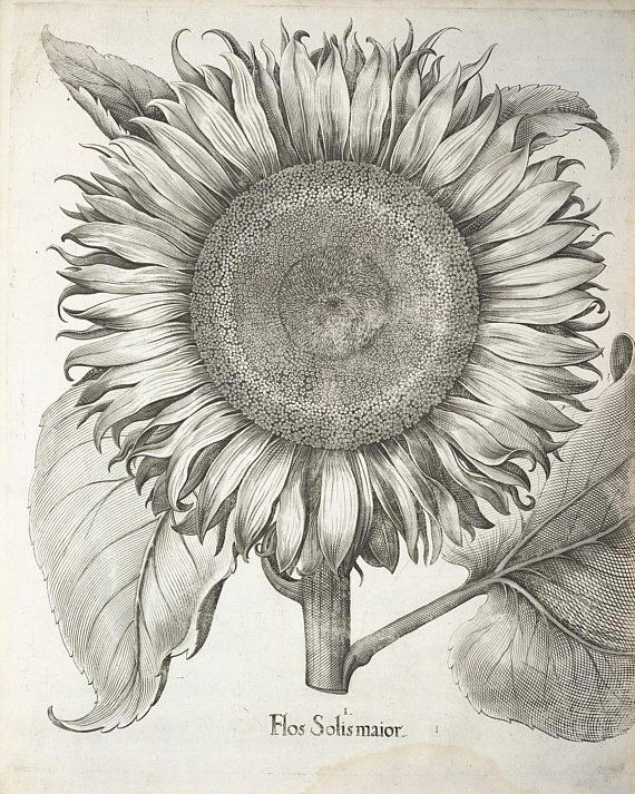 vintage sunflower botanical print black and white vintage wall