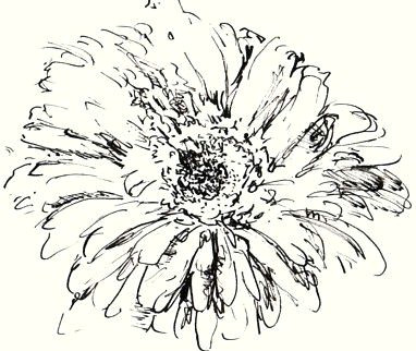 chrysanthemum sketch in pen and ink not to be used as clipart this h south licensed to about com inc
