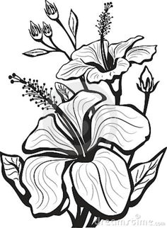 hibiscus flower drawing google search a ablony uma lecke kresby vlastnorua na va roba marketerie
