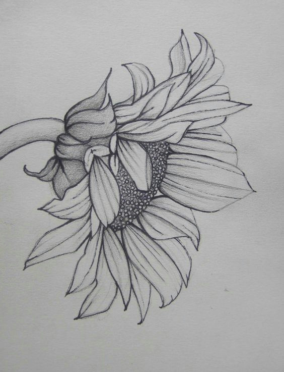 flower pencil drawings flower design drawing simple flower drawing floral drawing drawing