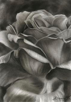 charcoal flower drawing realistic drawing of a flower realistic charcoal drawings