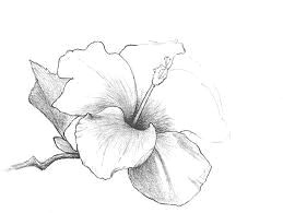 image result for charcoal flower drawing