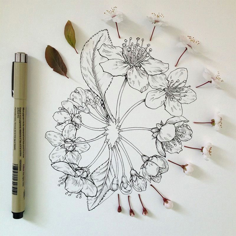 flowers in progress scientific illustrator taunts us with spring illustration flowers drawings