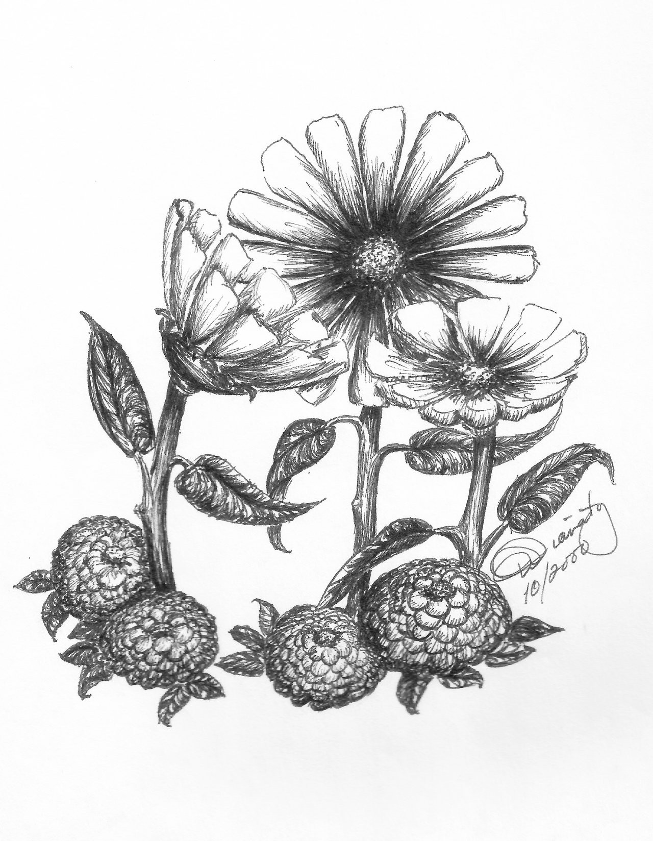 daisiesmums penandink jpg