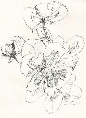 sketch pansies sketch pansies drawing flowers ink pen